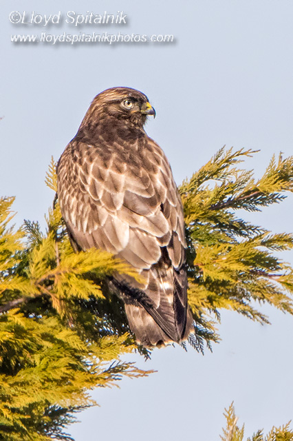 Rough-legged Hawk