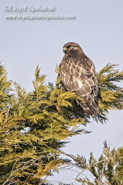 Rough-legged Hawk