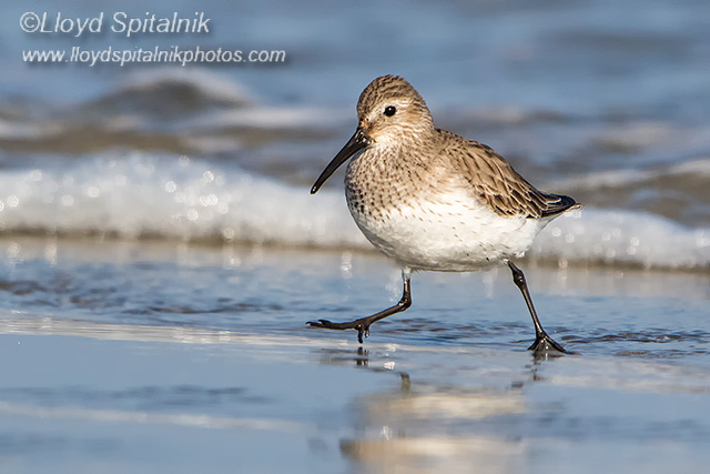 Dunlin