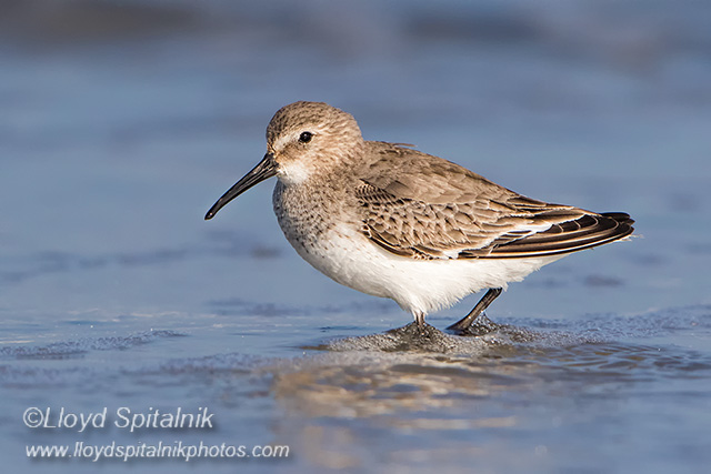 Dunlin