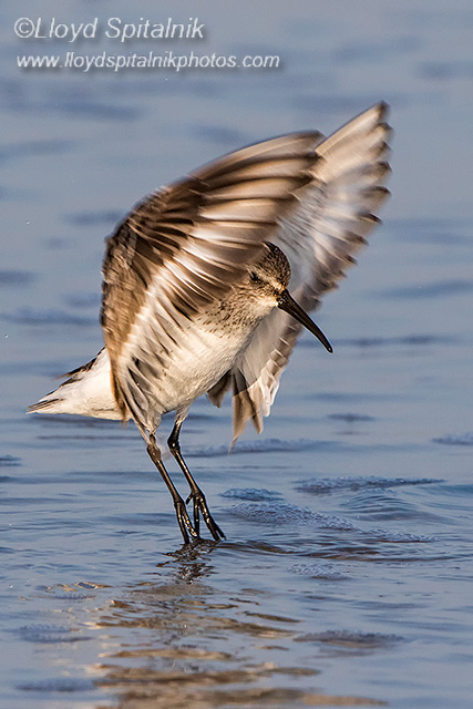 Dunlin