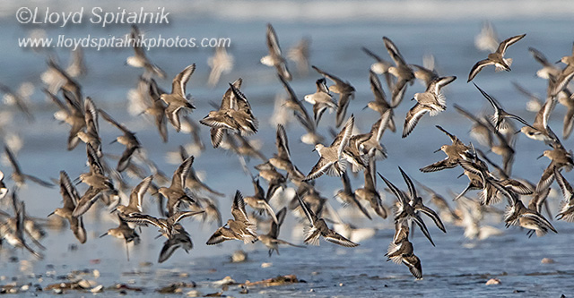 Dunlin (w/Sanderling)
