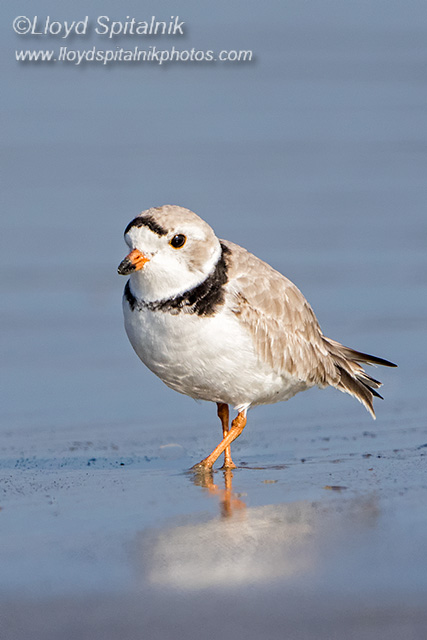 Piping Plover
