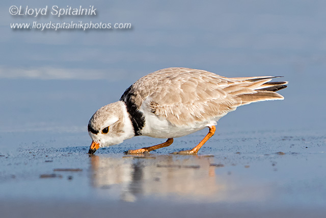 Piping Plover