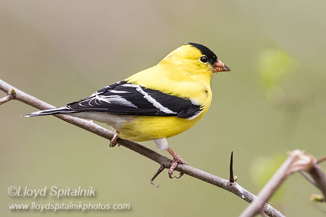 American Goldfinch
