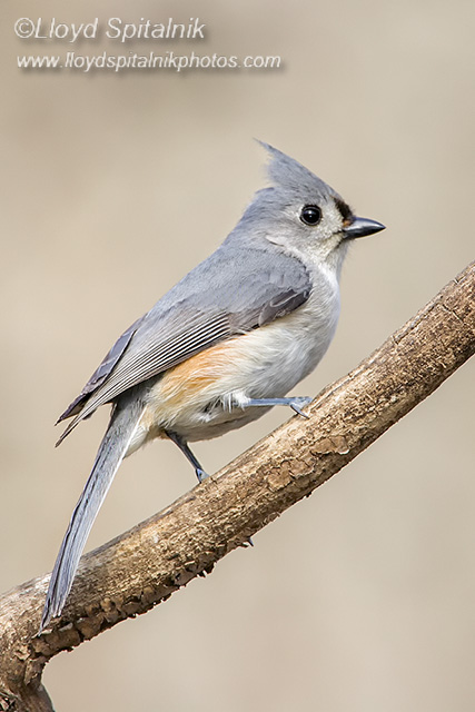 Tufted Titmouse