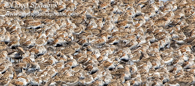 Dunlin