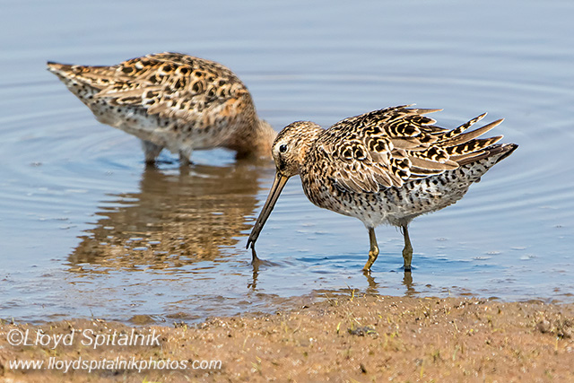Short-billed Dowitcher 