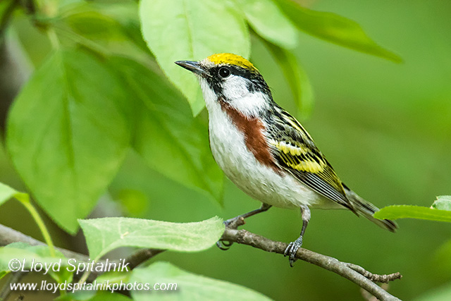 Chestnut-sided Warbler