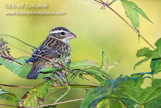 Rose-breasted Grosbeak