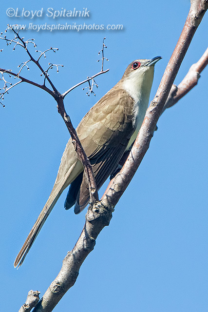 Black-billed Cuckoo
