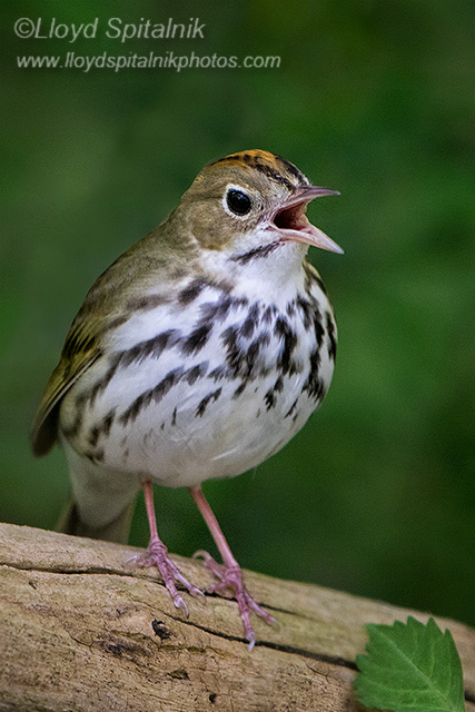 Ovenbird