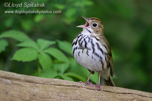 Ovenbird