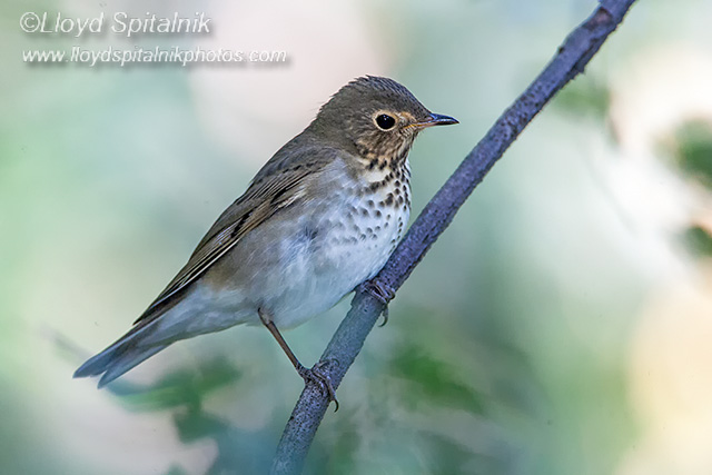 Swainsons Thrush 