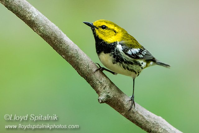 Black-throated Green Warbler 