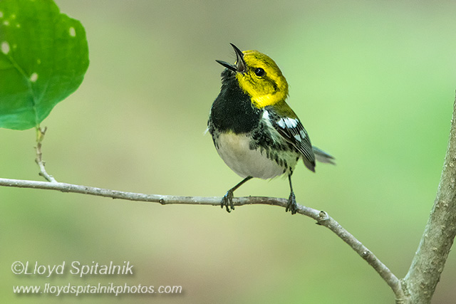 Black-throated Green Warbler