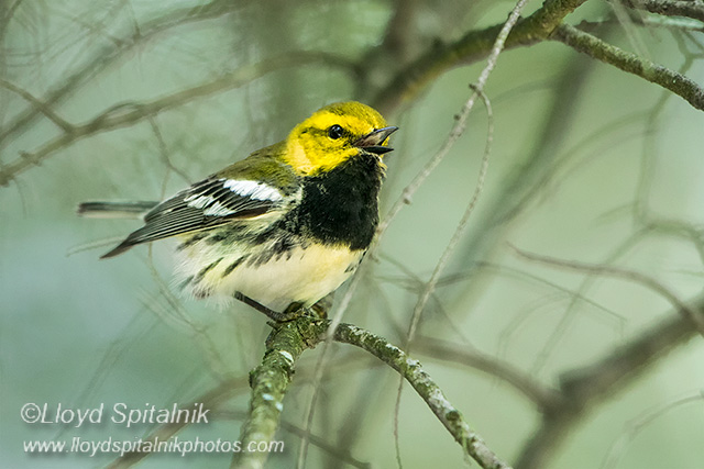 Black-throated Green Warbler