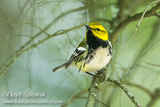 Black-throated Green Warbler