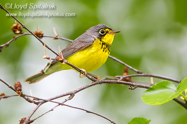 Canada Warbler