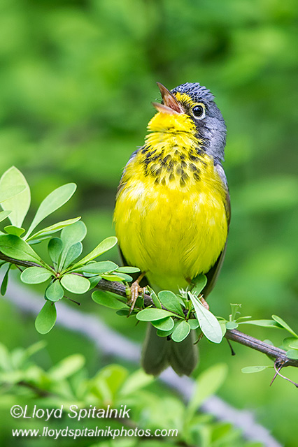 Canada Warbler