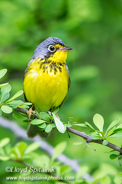 Canada Warbler