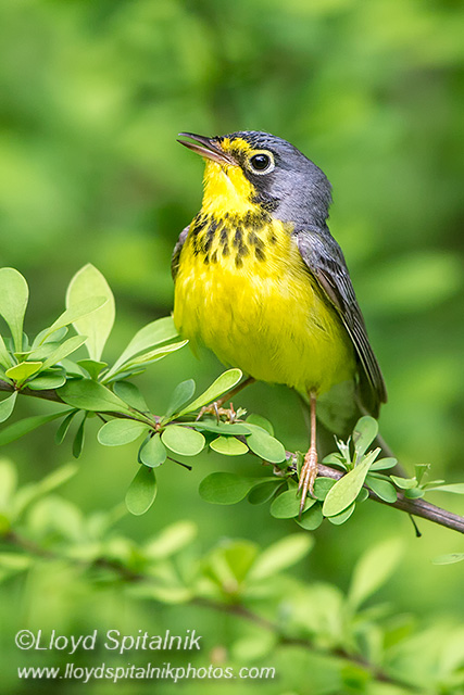 Canada Warbler