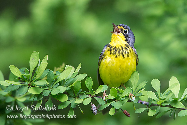 Canada Warbler