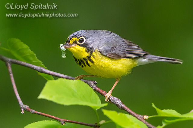 Canada Warbler