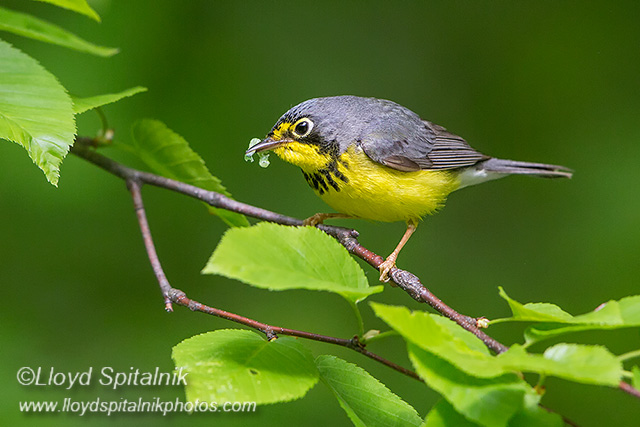 Canada Warbler