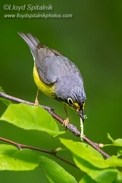 Canada Warbler
