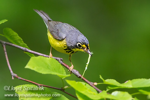 Canada Warbler
