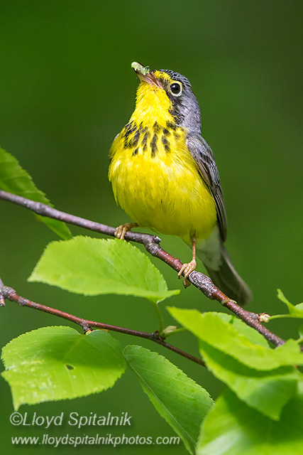Canada Warbler