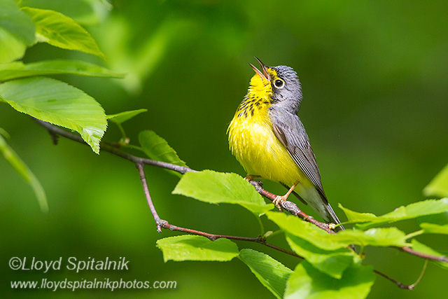Canada Warbler