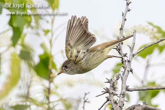Willow Flycatcher