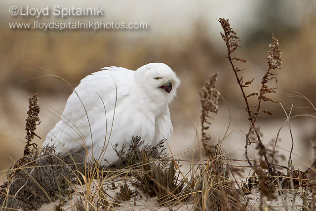 Snowy Owl