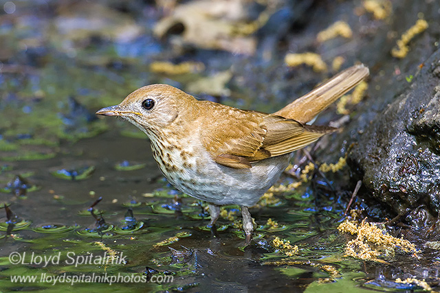 Veery
