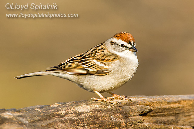 Chipping Sparrow