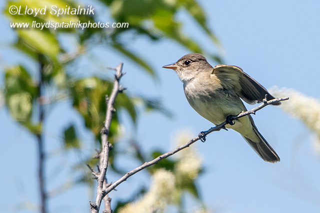 Willow Flycatcher