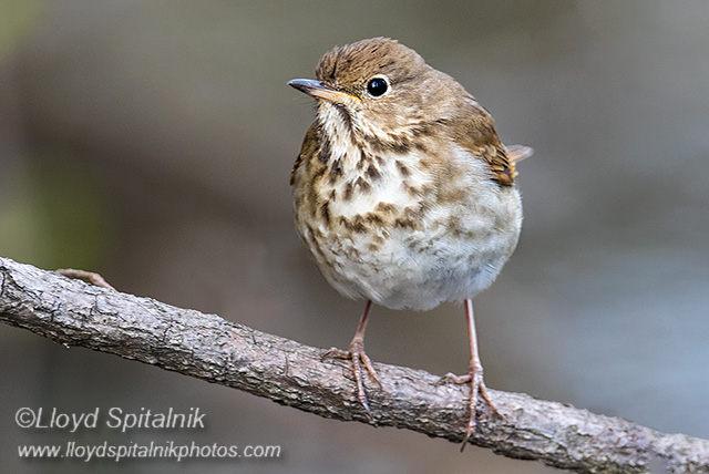 Hermit Thrush