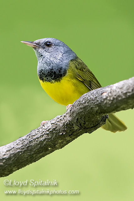 Mourning Warbler