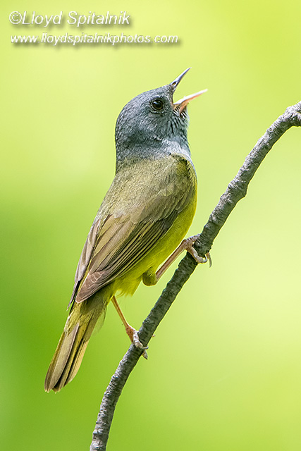 Mourning Warbler (male)
