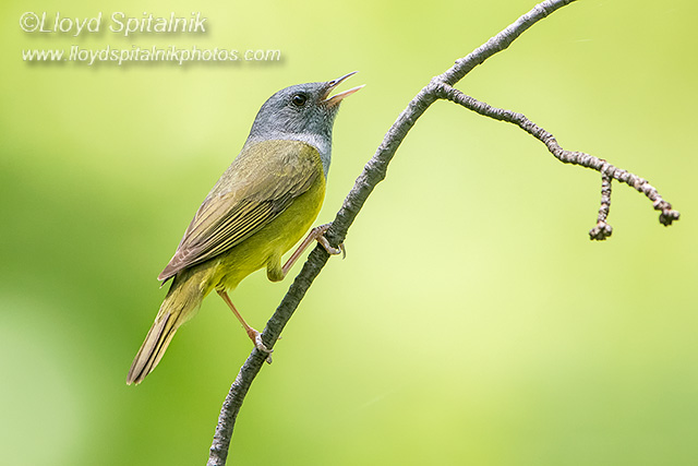 Mourning Warbler