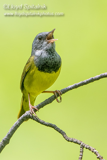 Mourning Warbler (male)