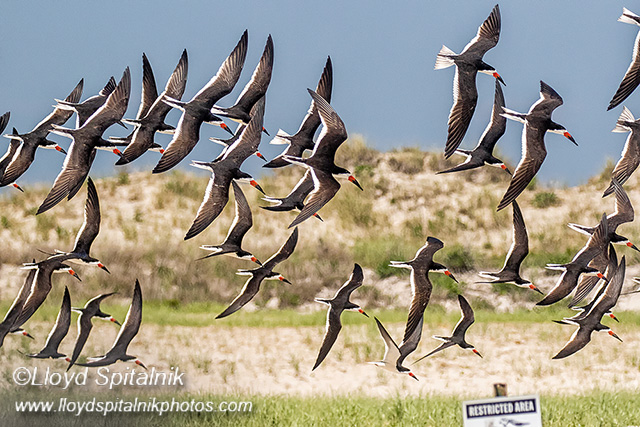Black Skimmer