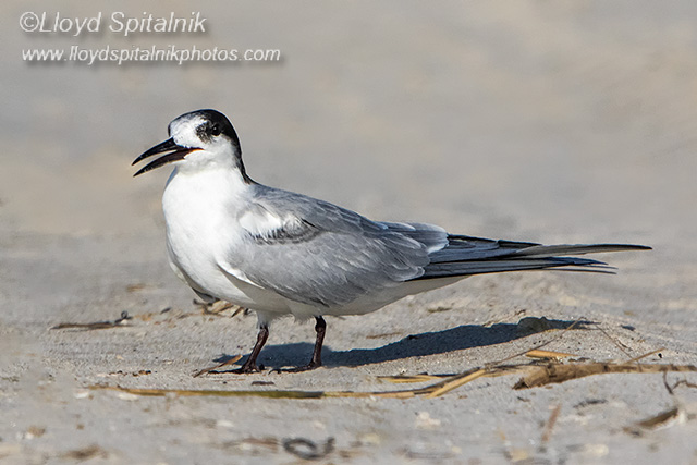 Common Tern (immature)