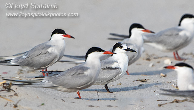Common Tern (adults & 1st summer)