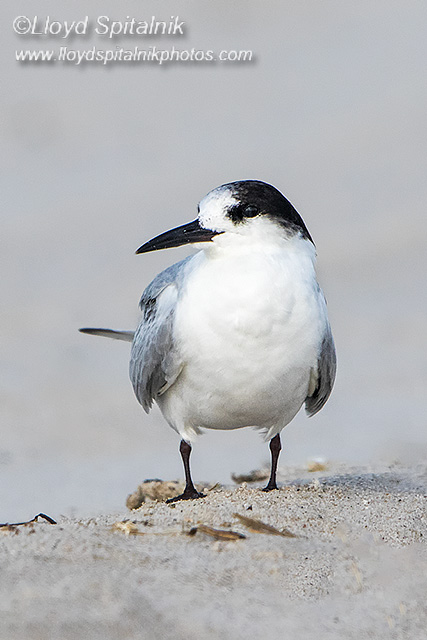 Common Tern (immature)
