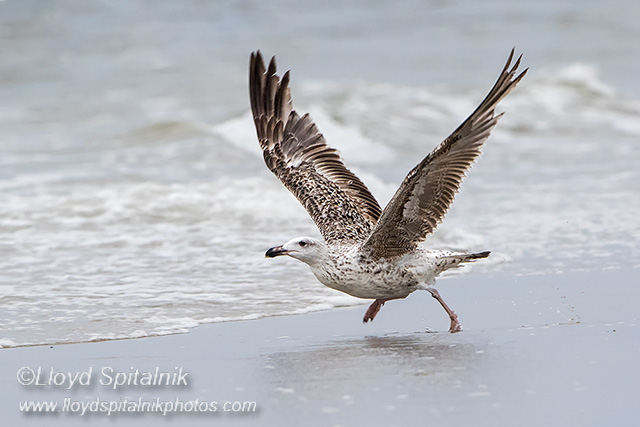 Great Black-backed Gull 