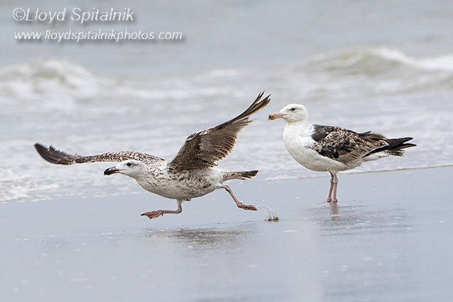 Great Black-backed Gull 