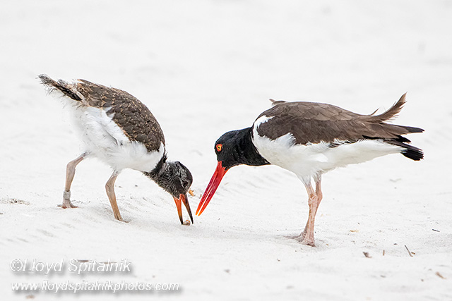 American Oystercatcher 